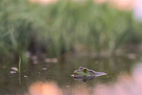 A Professional's Take on the New Wildlife Photography
